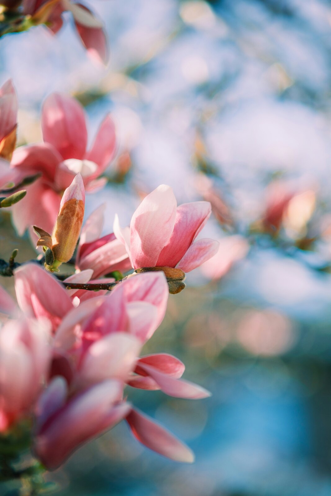 蓝天背景中的粉色木兰花